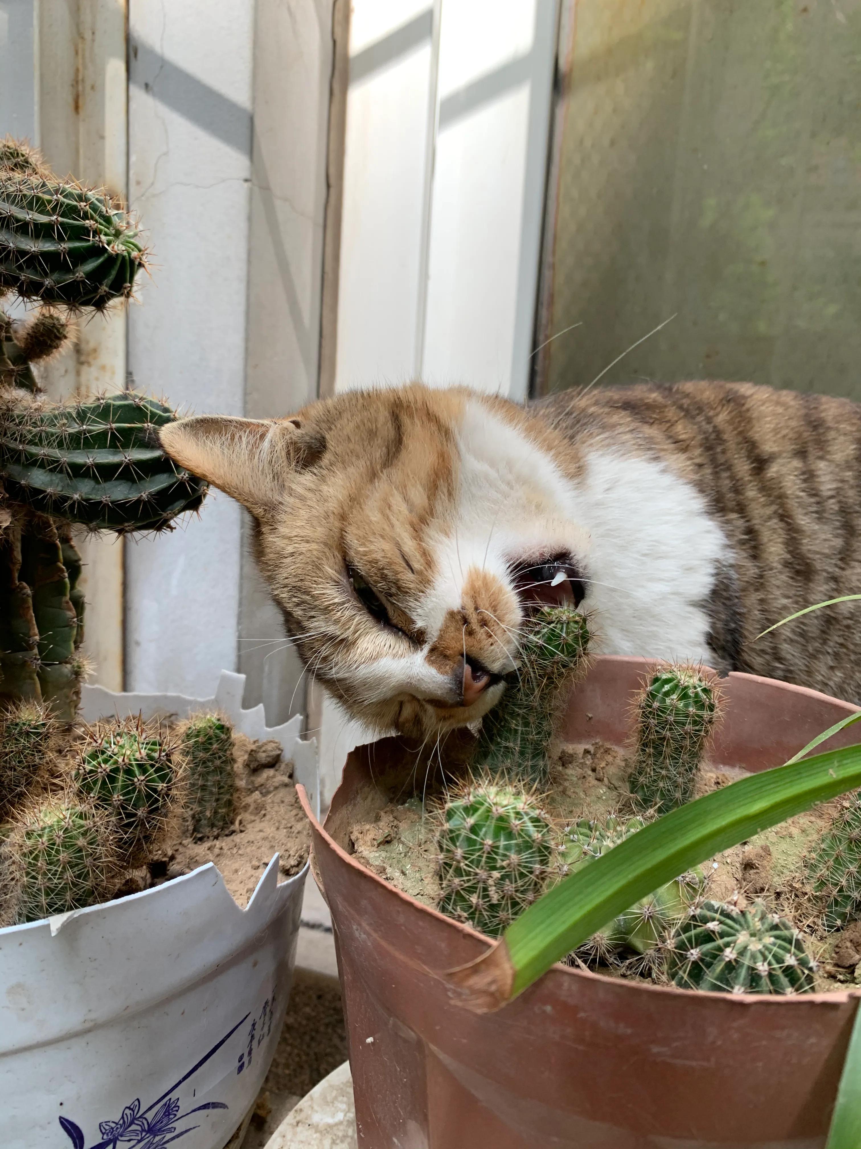 备胎式约会,备胎说车买车