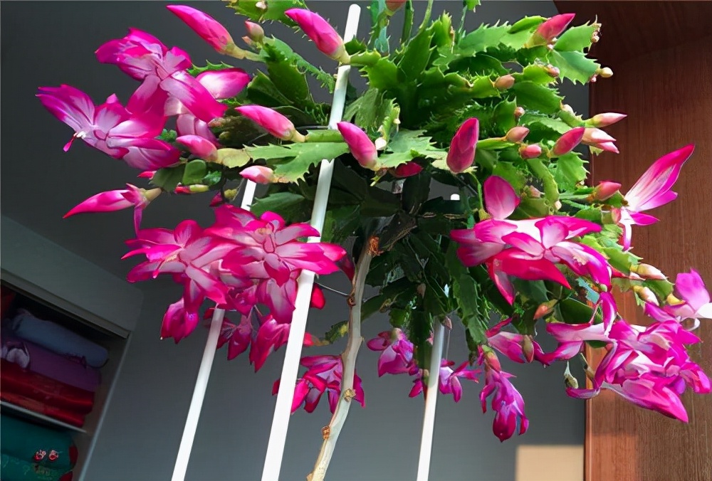 花卉绿植种植大全,温室常见的花卉