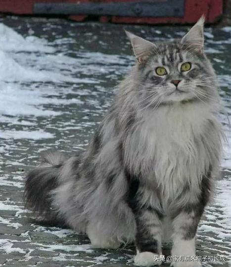 对猫咪过敏但是又想养猫怎么办,对猫过敏的人也可以养的猫