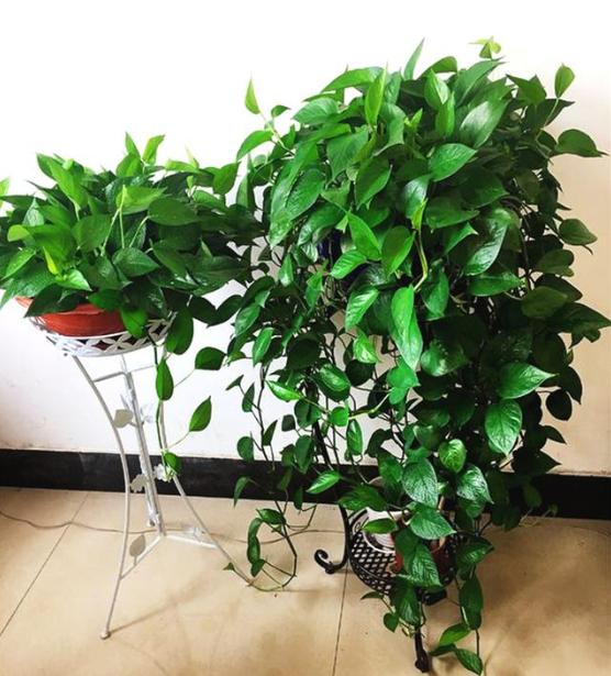 绿萝为什么养到最后变黄变蔫掉了,绿萝换土后发蔫发黄