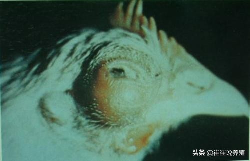 冬季肿头肿脸反反复复，了解原因和防治，这个办法很好使