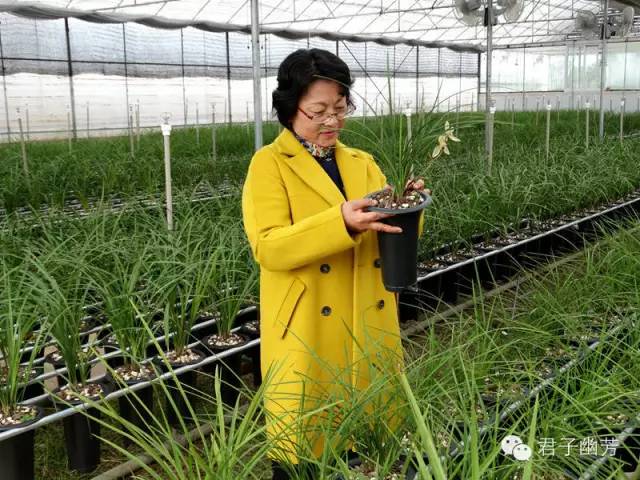 莲瓣兰心心相印种植基地,心心相印莲瓣兰谁种得最多