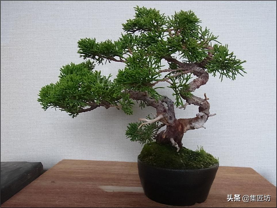 真柏大飘枝式盆景制作,真柏盆景上盆制作视频