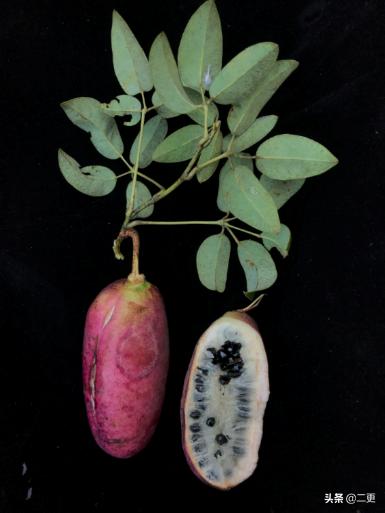 花50万吃遍世界水果，险些丧命，“水果猎人”是个什么职业？