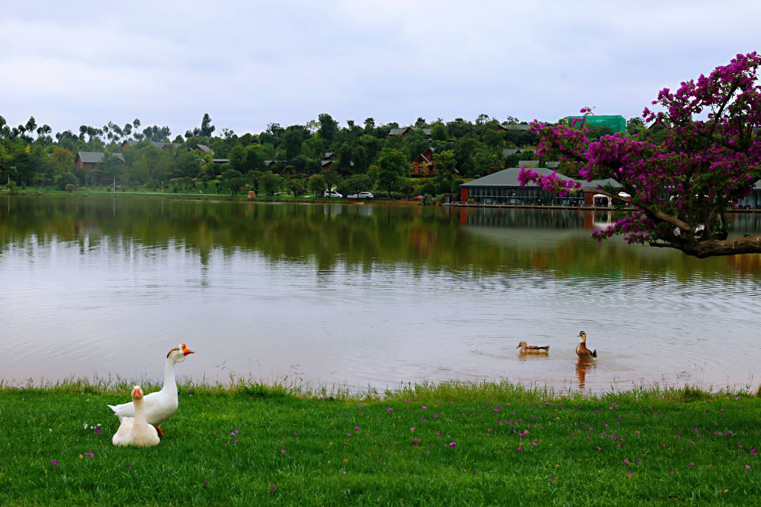 弥勒太平湖森林木屋酒店团购直播,弥勒太平湖森林木屋酒店有温泉