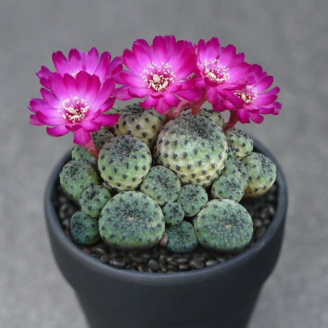 十个仙人球,最新30个仙人球品种