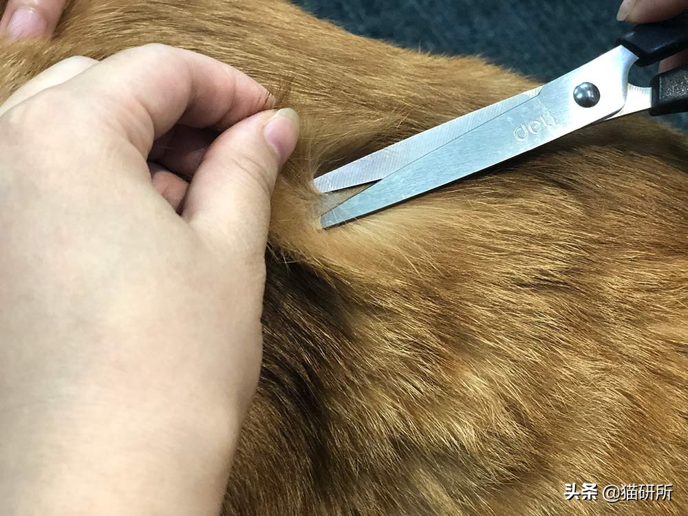 猫癣最全的药物治疗方法,如何快速的治愈猫癣