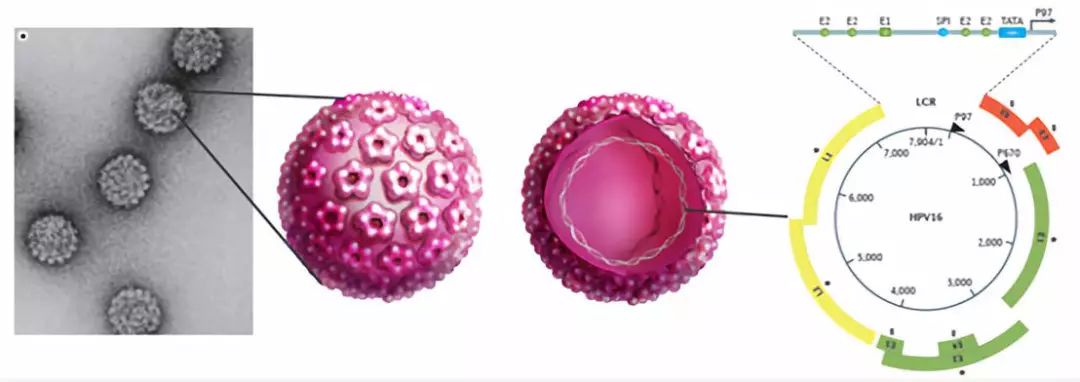 hpv你真的了解吗视频,你了解HPV疫苗吗