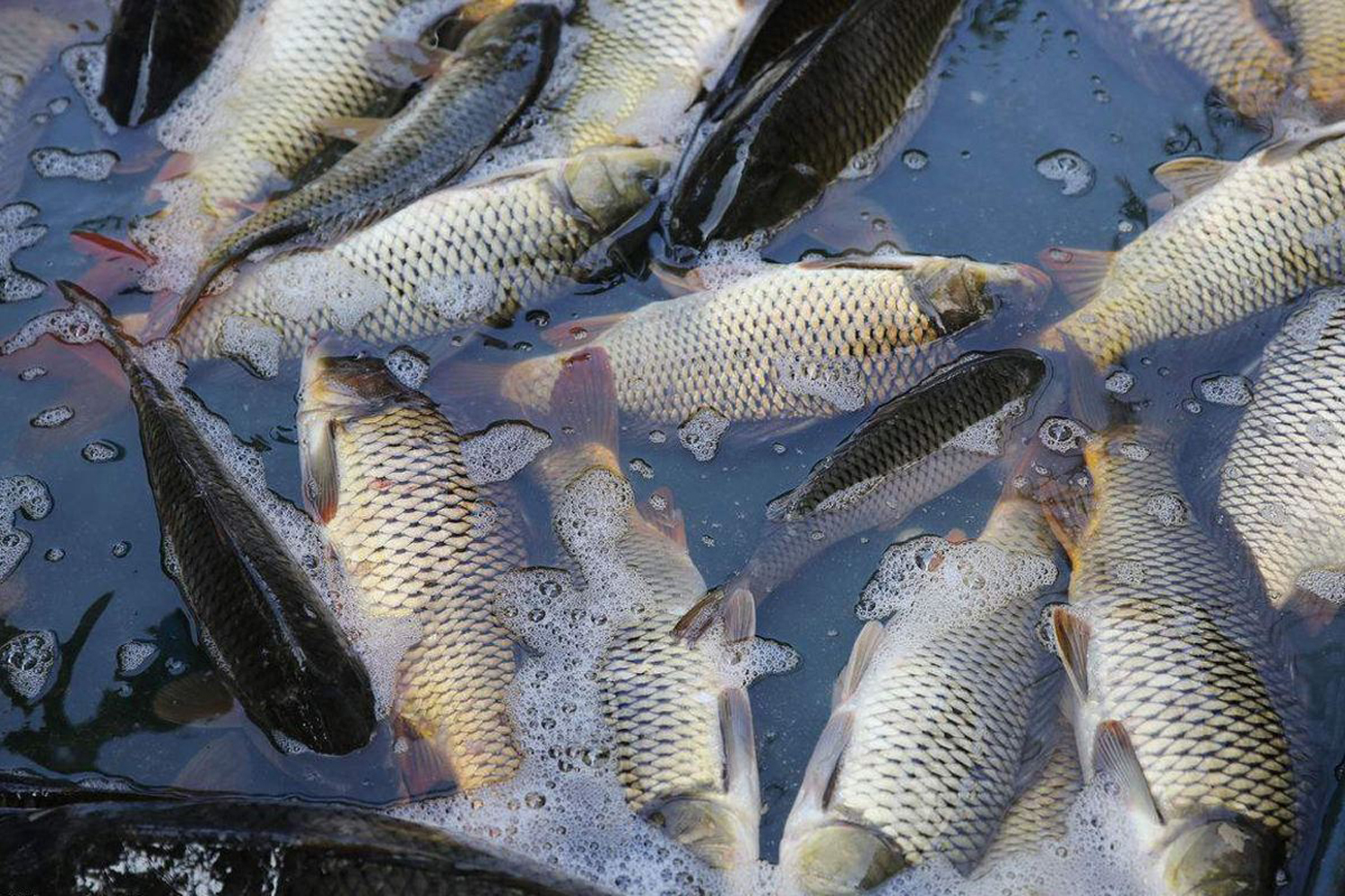 钓黑坑鲤鱼不开口怎么处理,黑坑钓鲤鱼后期没口怎么办