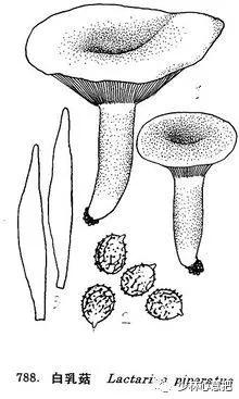 动物中药功效大全,中药药材大全及功效