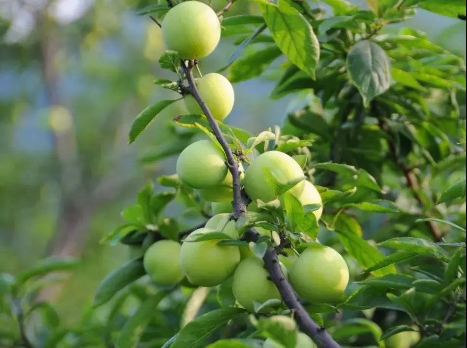 汶川是什么省,汶川大地震