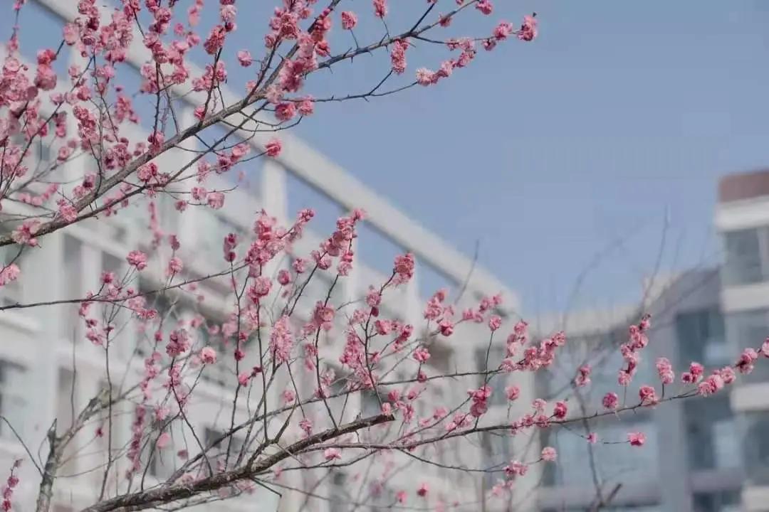 杭州美职学校风景,杭州美丽学校评选