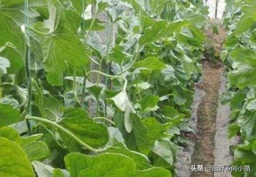 想要甜瓜甜应该如何打药,想要种好各种瓜类