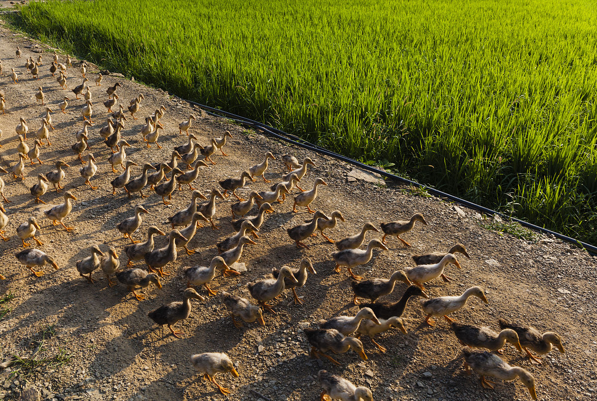 福寿螺的卵泛滥成灾视频,福寿螺产卵泛滥成灾