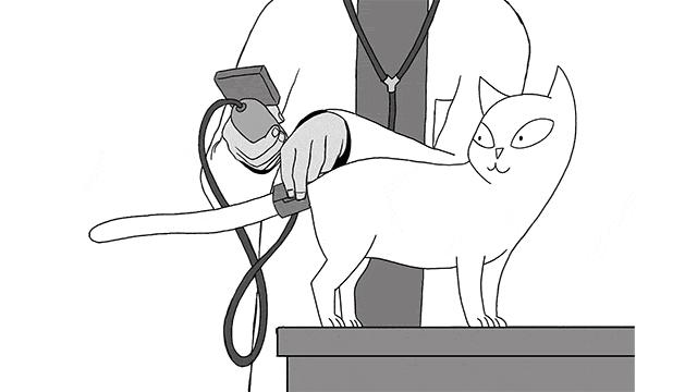 小猫咪很容易被吓一跳怎么办,小猫咪很容易被吓一跳