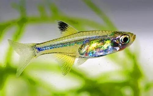 灯鱼草缸造景教程,草缸造景养什么鱼