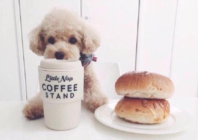 治疗贵宾犬泪痕的方法,贵宾犬喝水多是不是就有泪痕