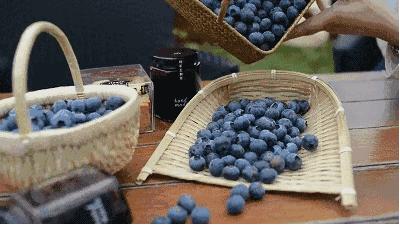 “莓”你不行！这里的“水果皇后”熟啦