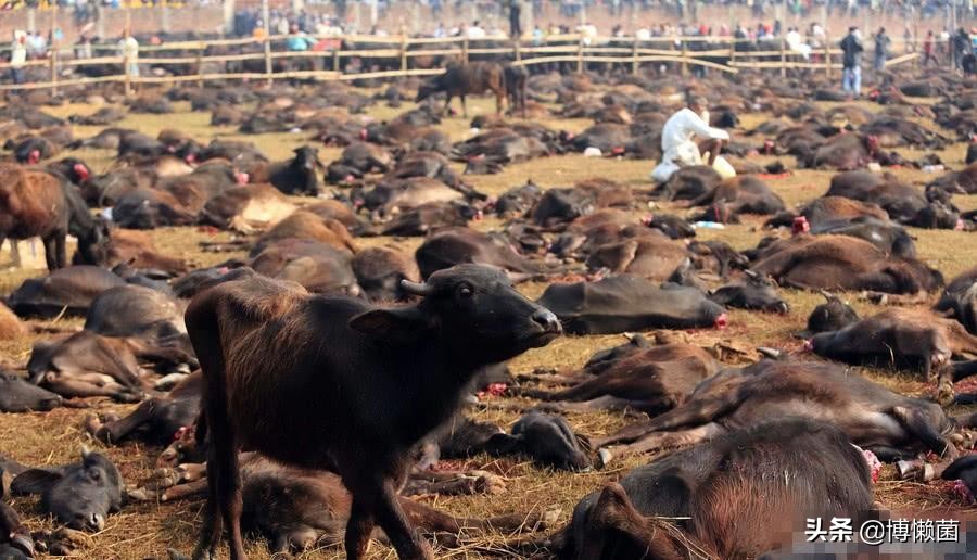 号称是病毒“死胡同”的秃鹰，胃酸可腐蚀金属，却也难逃人类毒手