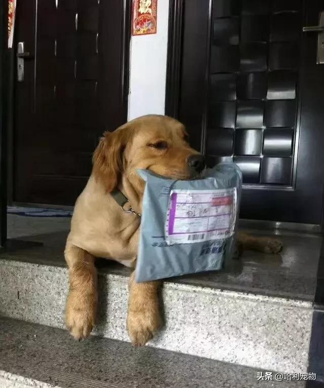 聪明金毛视频真实,为聪明的金毛点赞