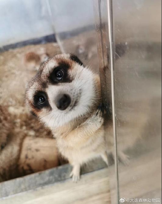 海滩再现绝美荧光海宛如蓝色星河,成都荧光海滩