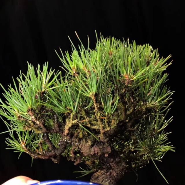 日本三河黑松盆景北方过冬,日本三河黑松小盆景