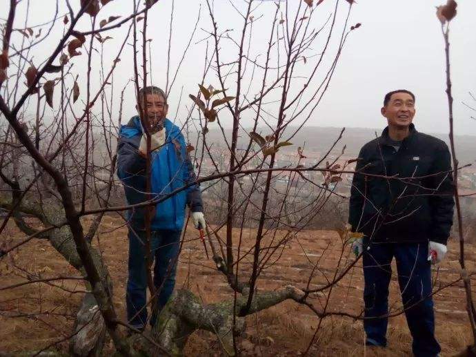 刚栽的苹果幼树怎么修剪,苹果幼树树头怎样修剪