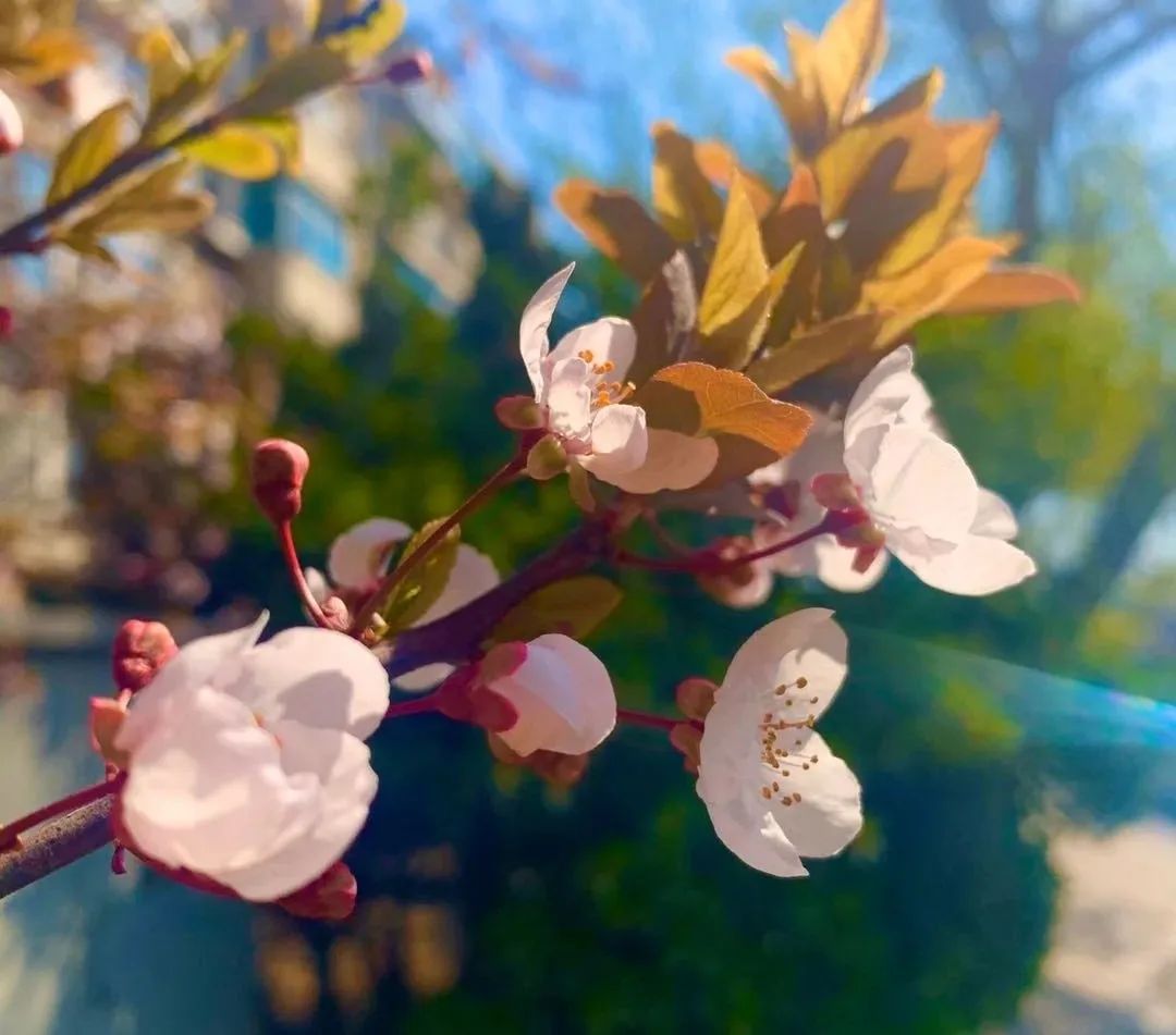 关于春天的古诗词名句大全简短,描写春天美丽景色的古诗名句大全