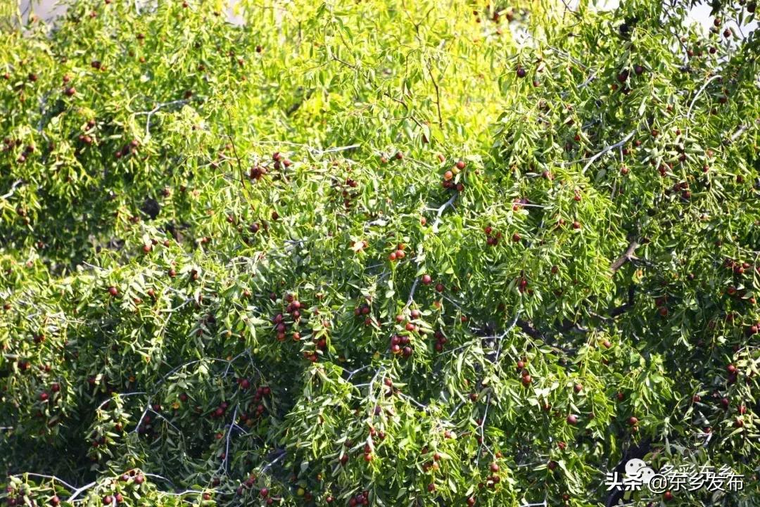 东乡县唐汪镇杏花果脯厂,临夏东乡唐汪镇