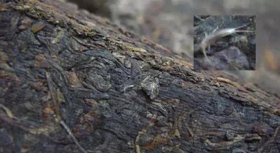 普洱茶饼有虫蛀可以饮吗,普洱茶饼有霉了还能喝吗