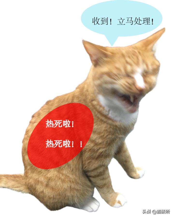 猫咪夏季好物推荐平价,猫咪防抓好物推荐