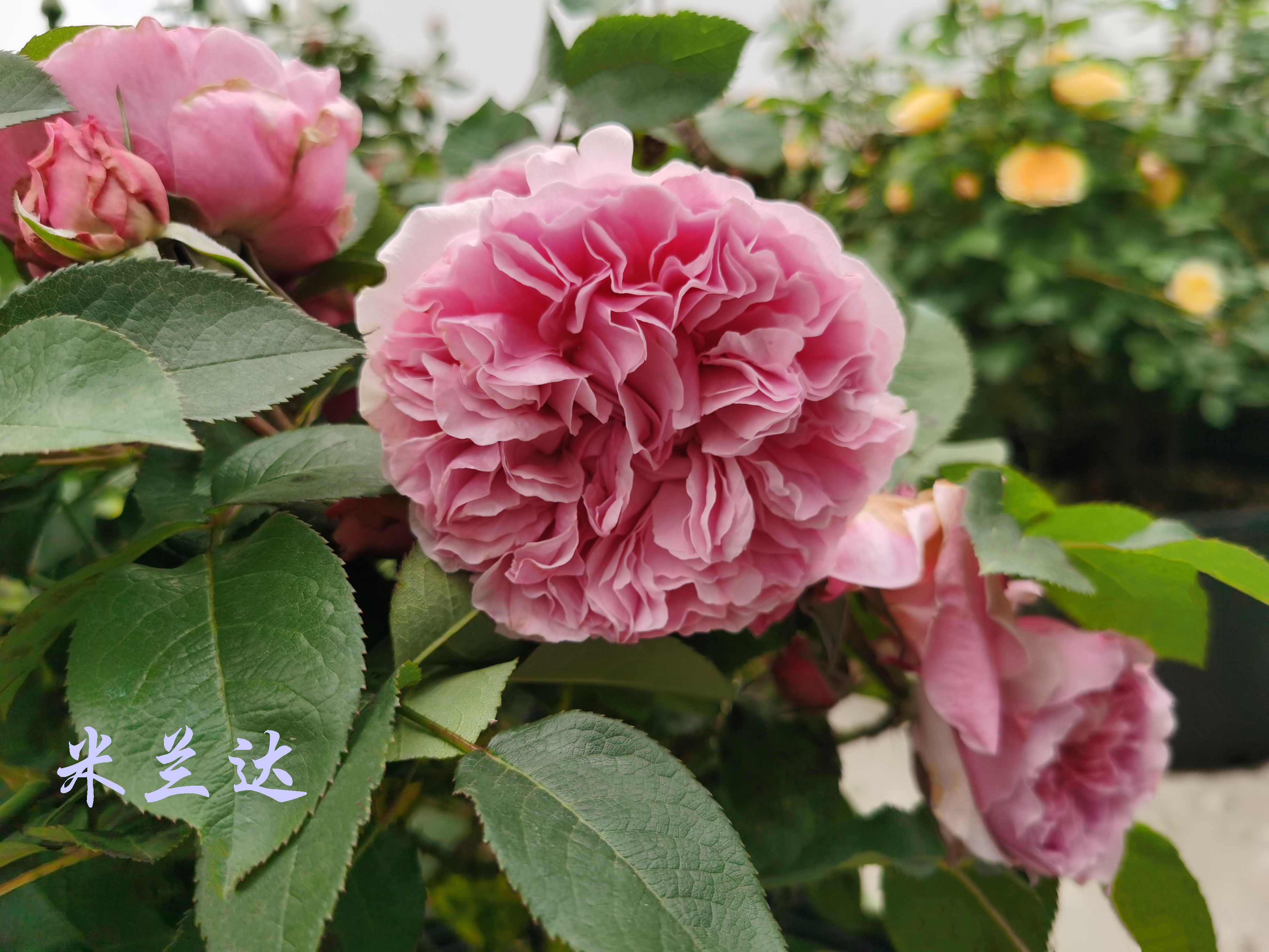 大兴月季园的月季有多少种,北京最大的月季基地在哪