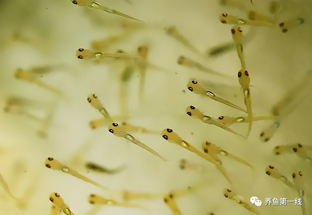 水产鱼鳃虫怎么治疗最好,鱼鳃霉病图片