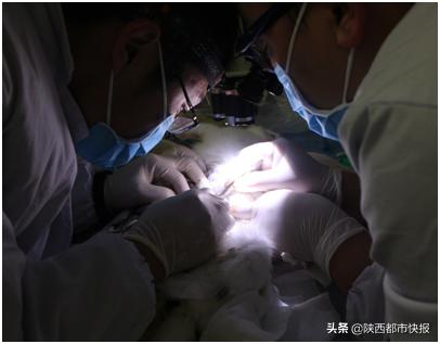 婴儿腹部有肿块,上海8个月女婴腹水肿胀如球