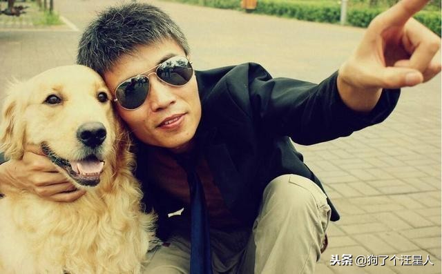 金毛犬智商相当于多少岁,金毛犬的智商排名第几位