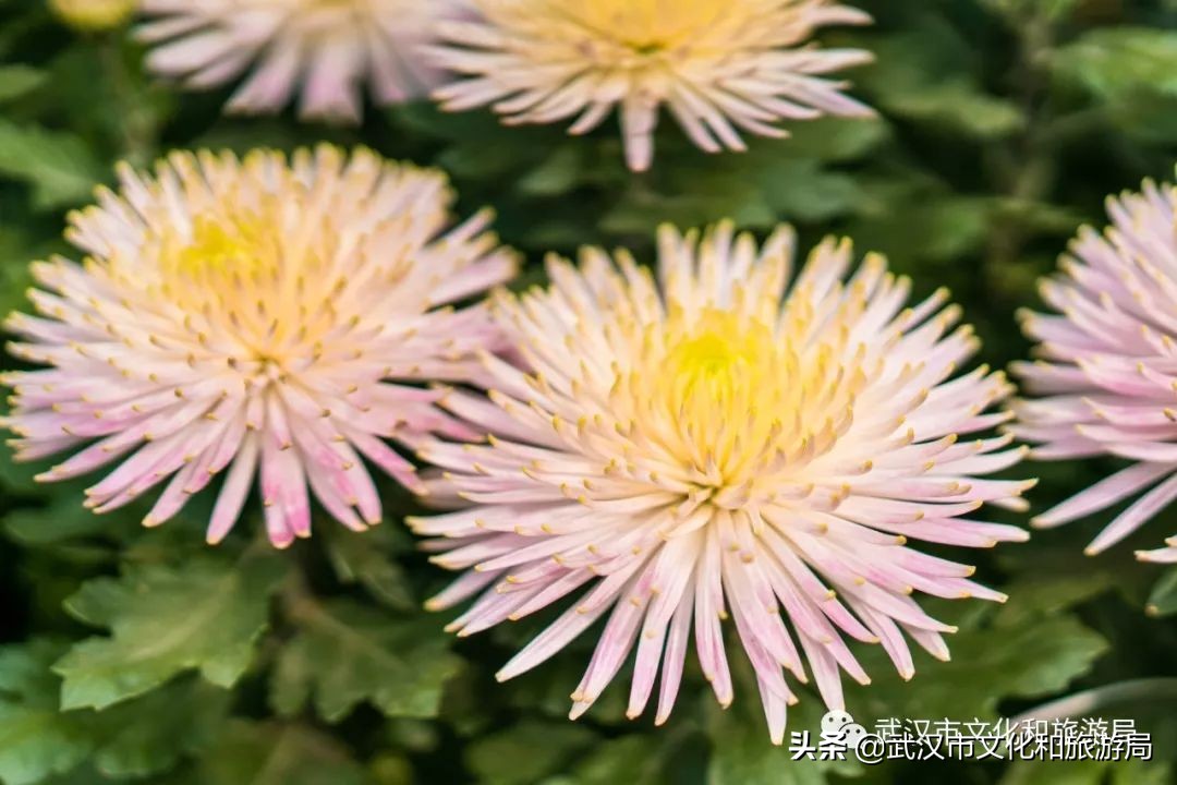 武汉菊花旅游攻略,花点时间武汉天地店