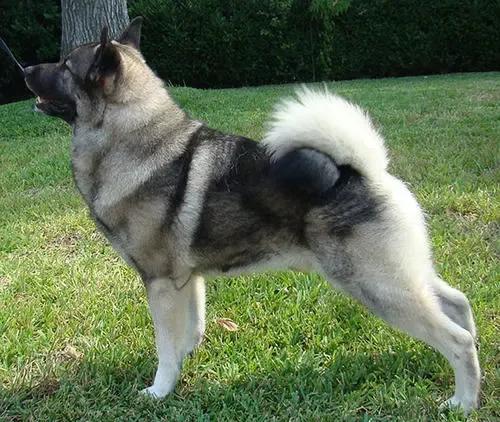 挪威猎麋犬是名犬吗,挪威猎麋犬的图片