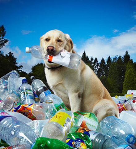 狗狗最喜欢的十大玩具推荐,狗狗最爱的玩具博美