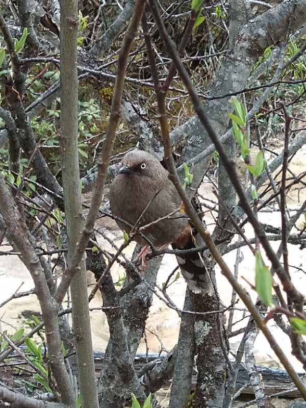 游览被誉为人间瑶池的四川黄龙,黄河之水天上来景区视频