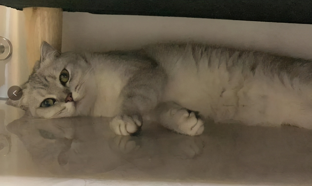 猫咪躲在床底下不出来怎么办,猫咪喜欢躲在床底下怎么办