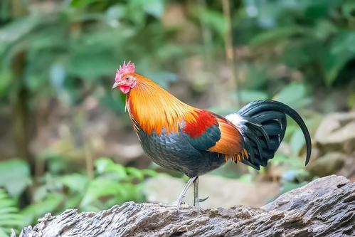 六畜兴旺为什么是指猪呢,猪为什么离不开圈狼能横行天下