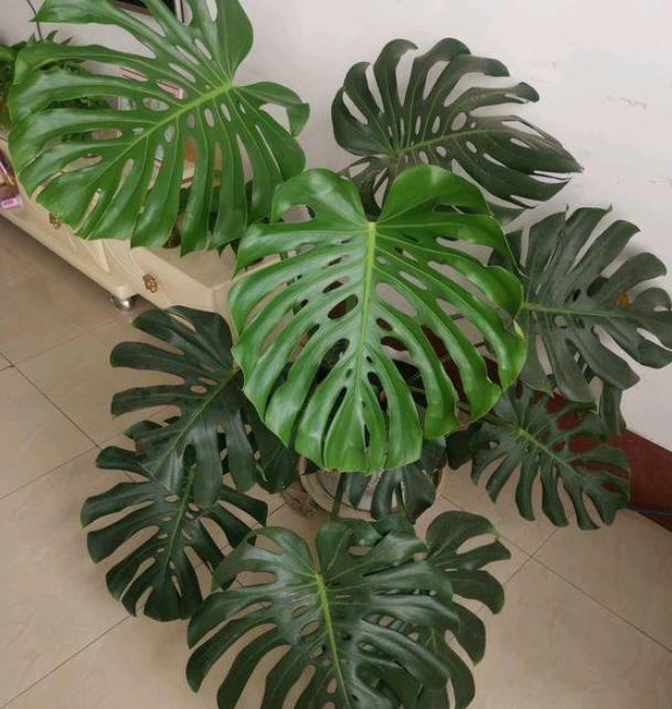 什么花可以放在卧室内养,什么花能净化空气适合在室内养