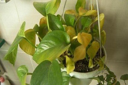 绿萝叶子发黄怎么办用阿司匹林,绿萝叶子发黄的原因以及解决方法