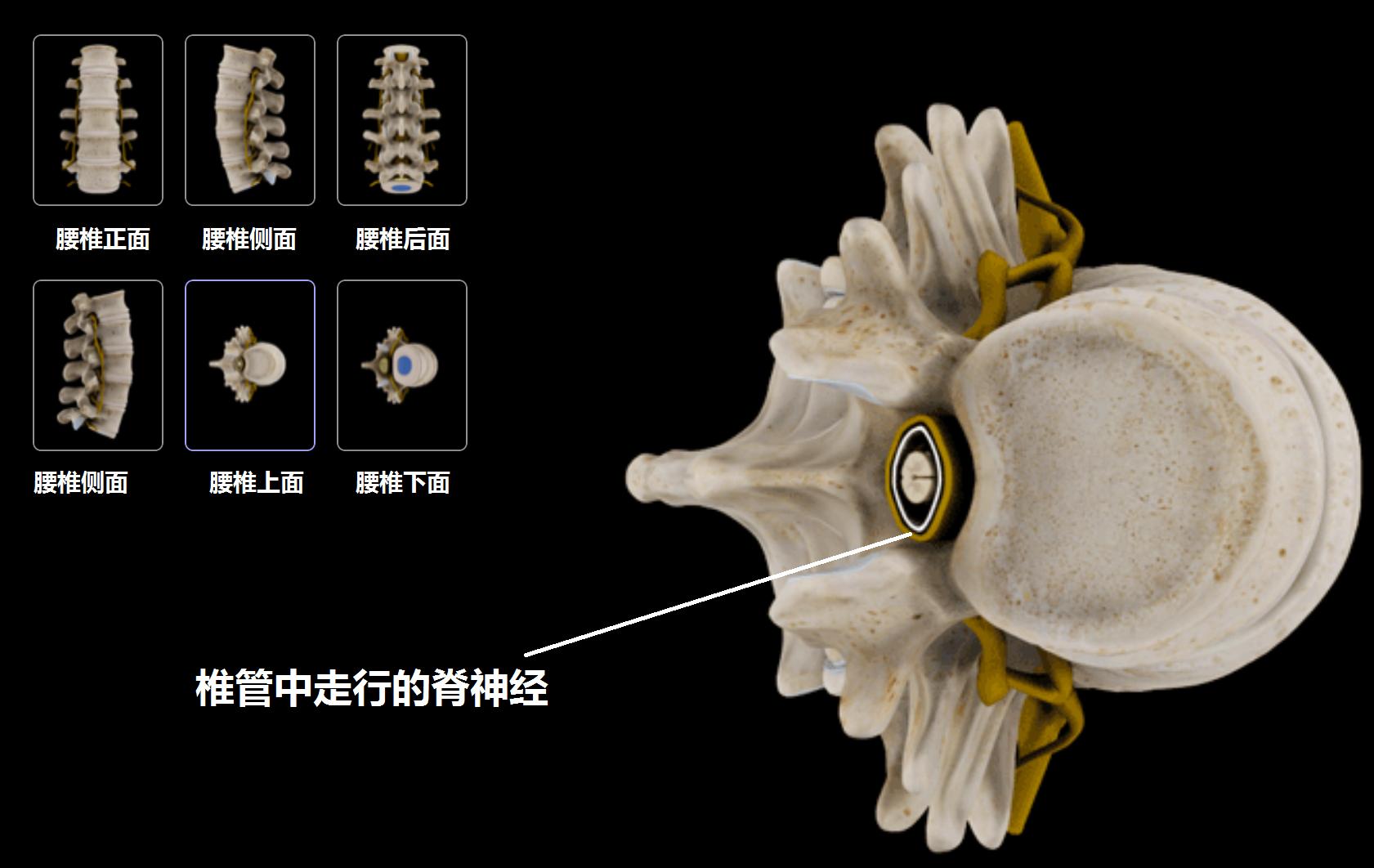 介绍一下治腰痛小窍门,不同腰痛的诊断与治疗