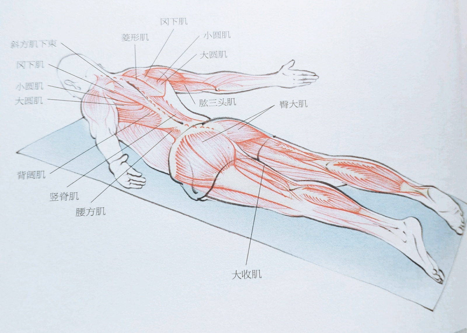 背部筋膜炎怎样锻炼可以缓解疼痛,患有背部筋膜炎吃啥药好得快