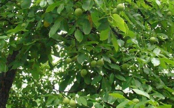 核桃树修剪完成怎样养护,盆栽矮化核桃树怎么养护