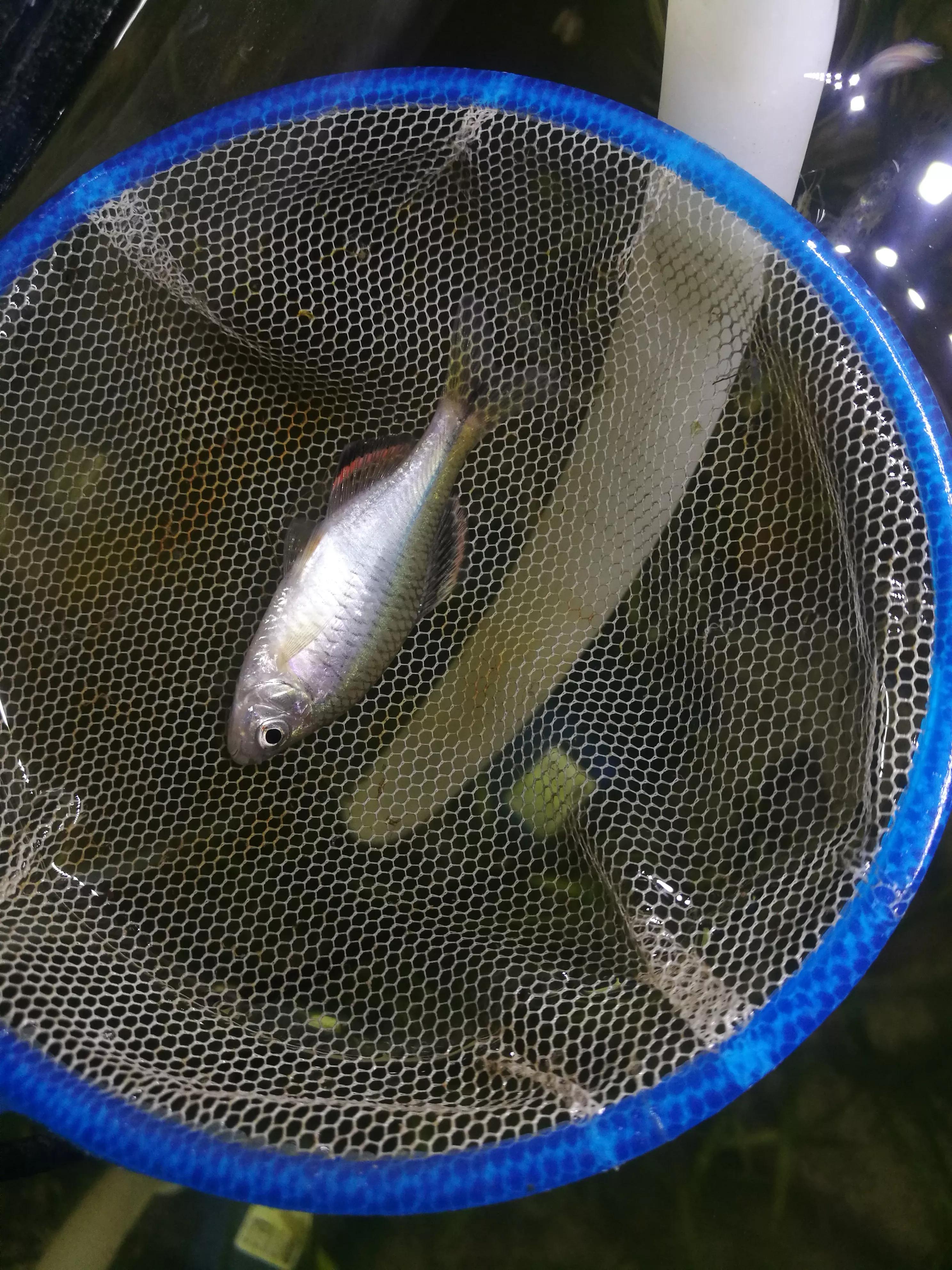 鱼缸里的死鱼为什么不见了,鱼缸里面死鱼不捞出来