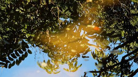 深圳十大顶级公园,深圳市十大风景公园排名