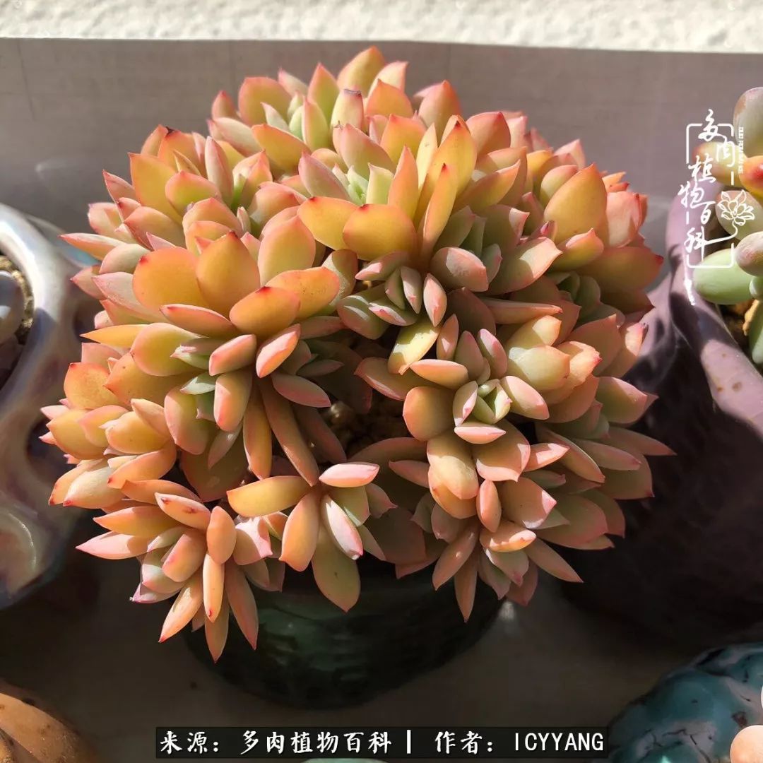 室内阳台多肉的养护方法,景天多肉养护