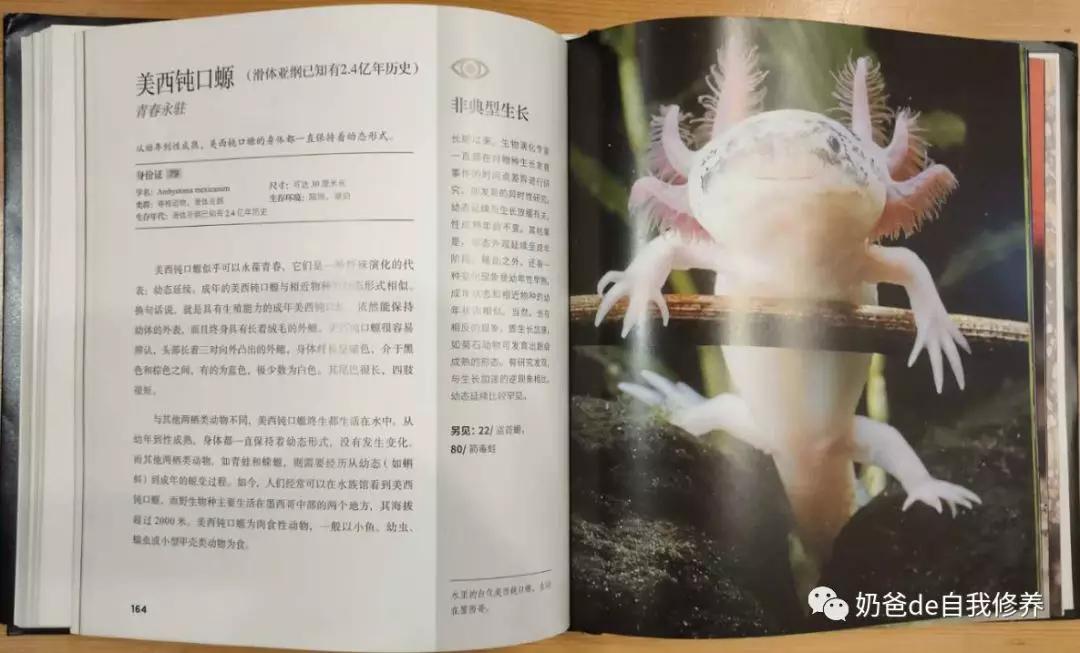 关于动物有趣的书小学生,关于动物好看的书有哪些